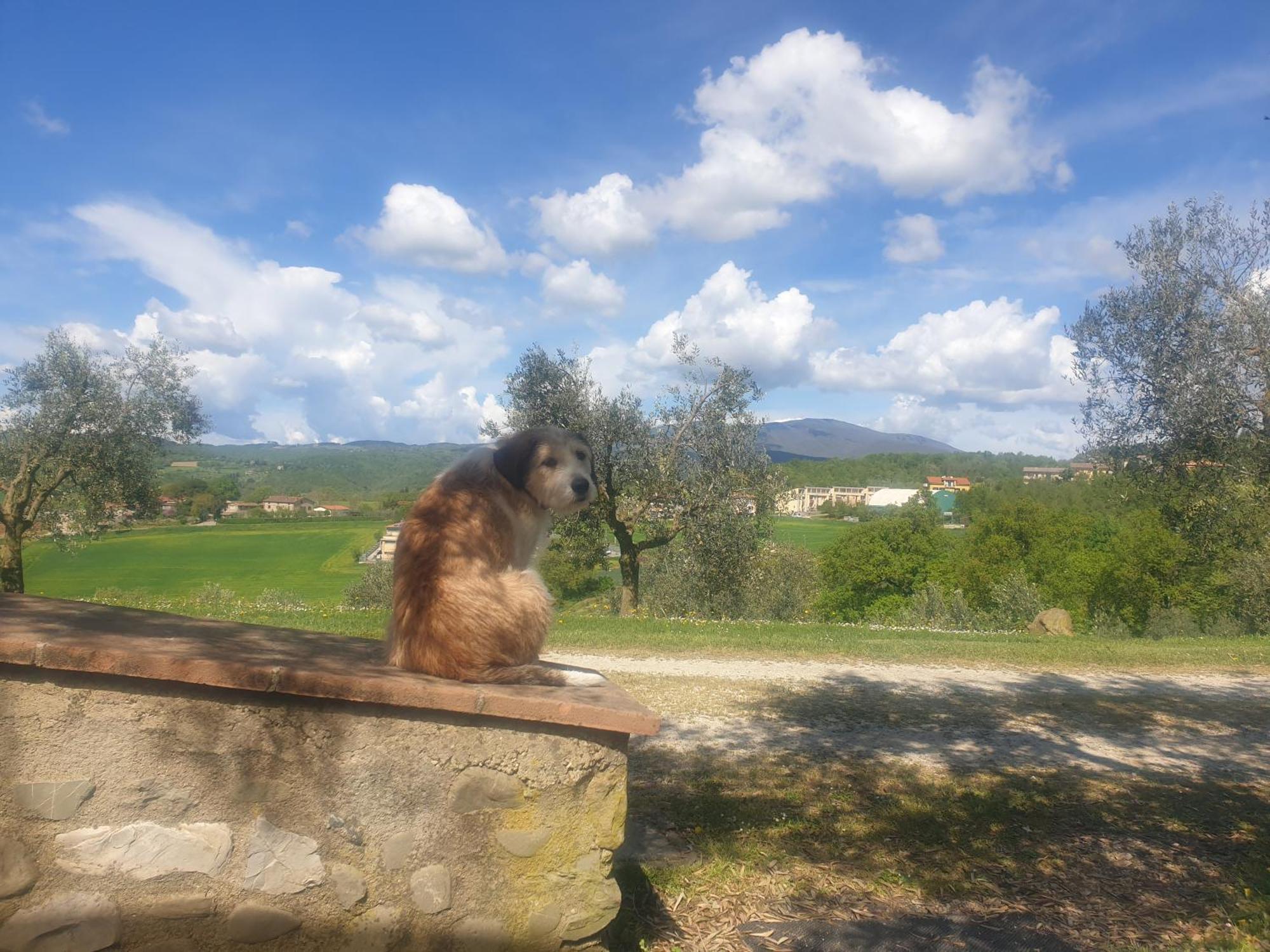Agriturismo Val Della Pieve Anghiari Exteriér fotografie