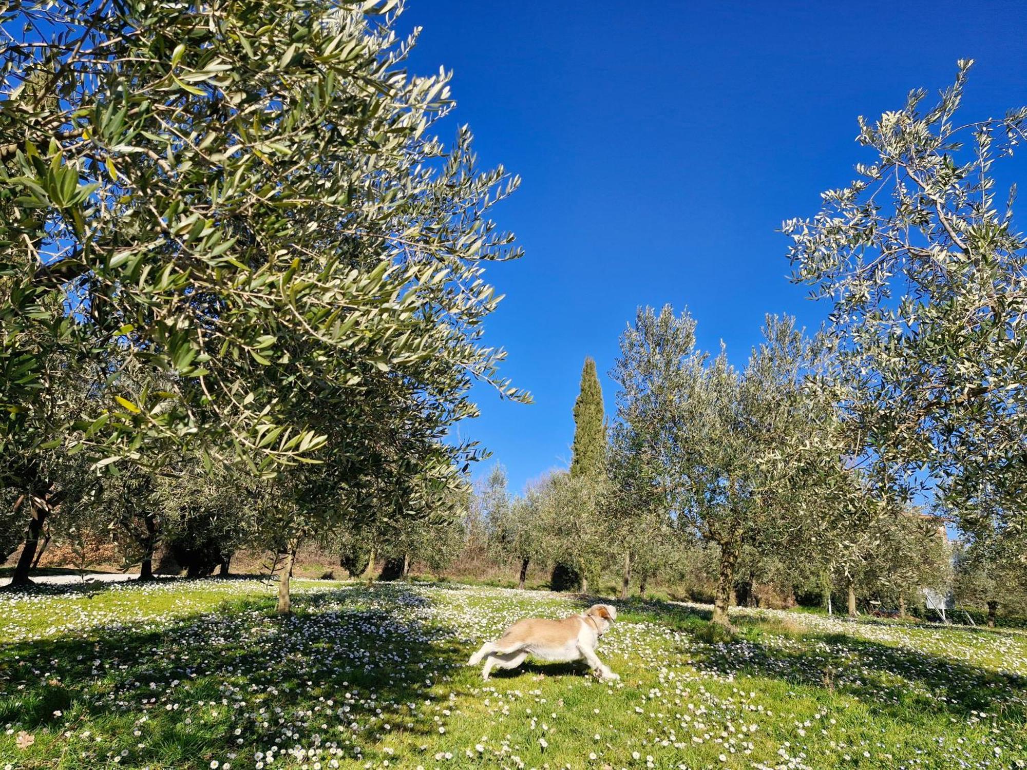 Agriturismo Val Della Pieve Anghiari Exteriér fotografie