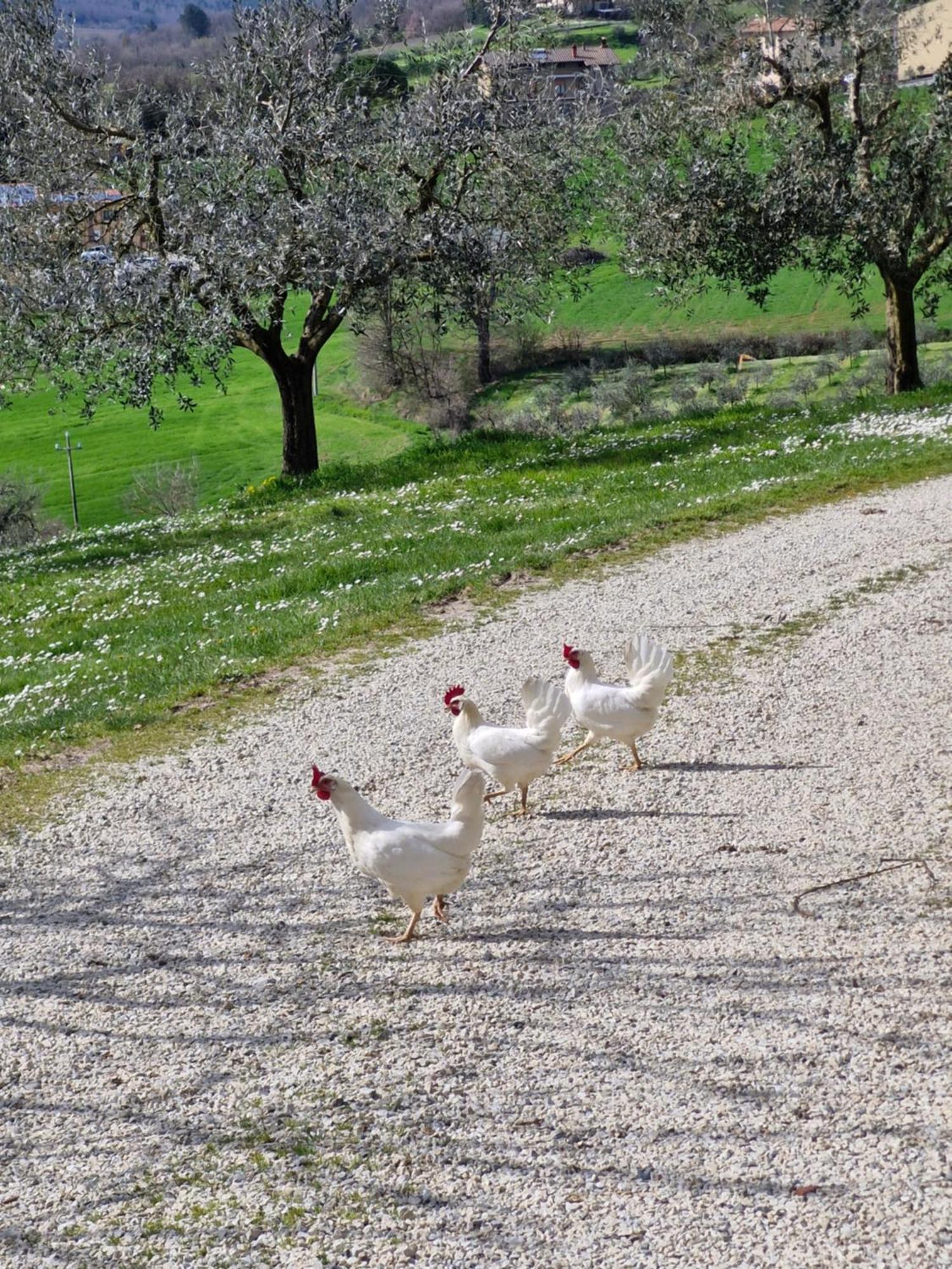 Agriturismo Val Della Pieve Anghiari Exteriér fotografie