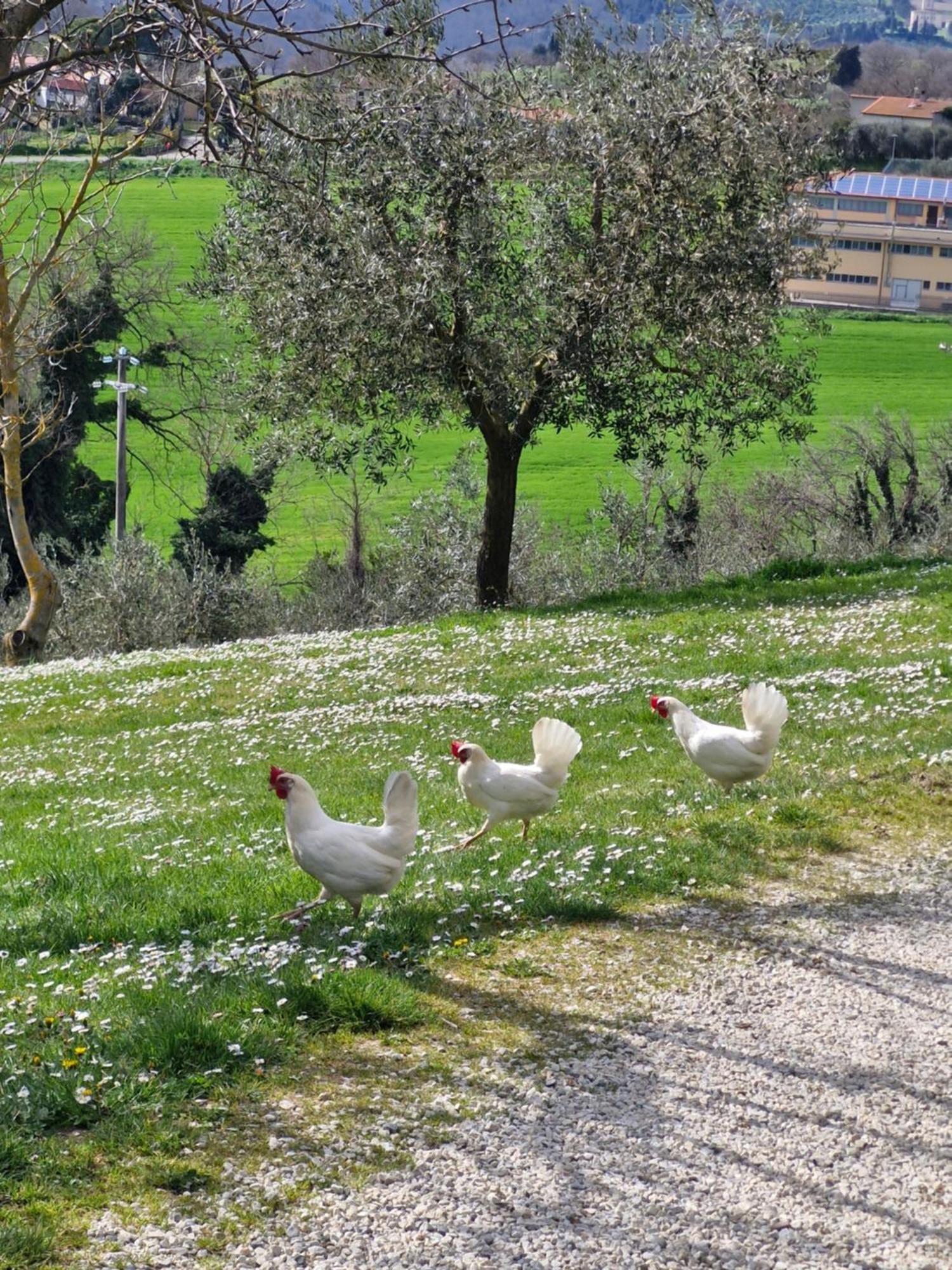 Agriturismo Val Della Pieve Anghiari Exteriér fotografie
